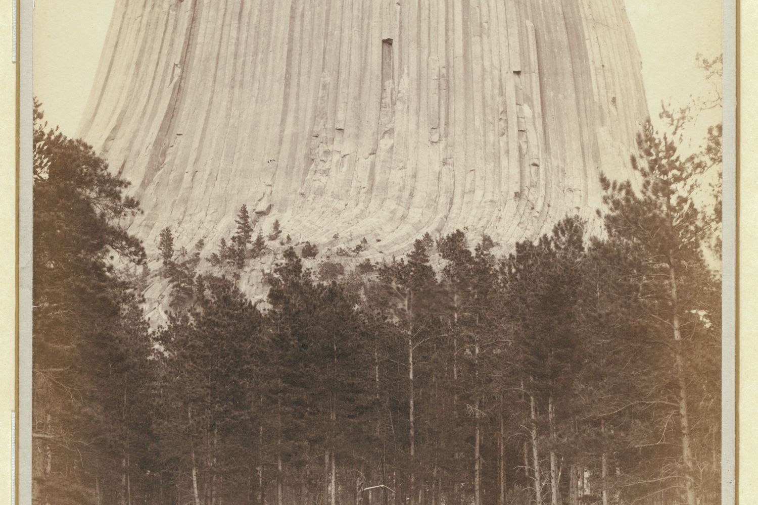 An 1888 photograph of the fluted column of Devils Tower rising above the pine covered slope.
