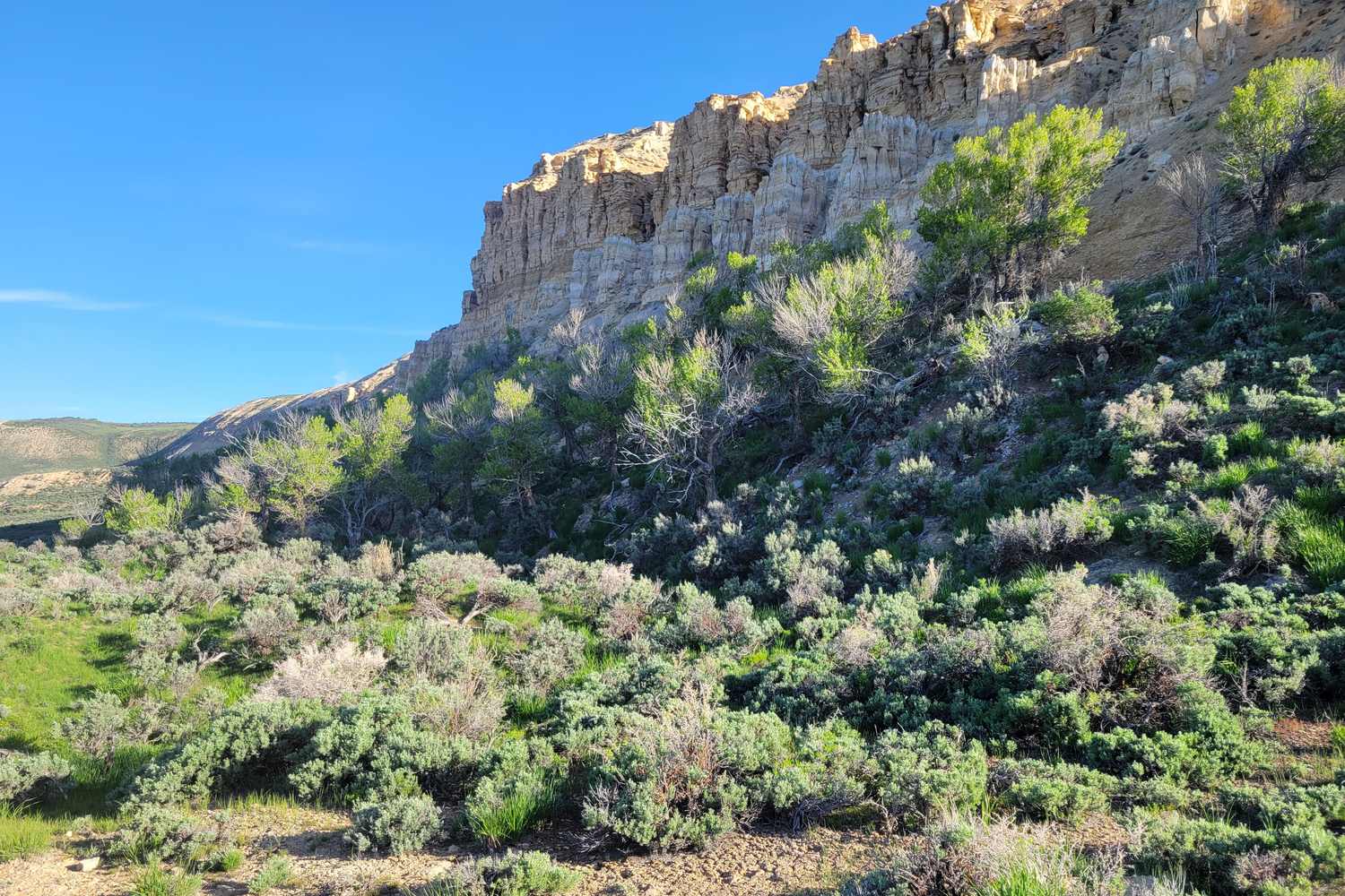 Pale limestone cliffs of Fossil Butte above a slope of sagebrush and scattered shrubs.
